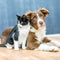 Pet Collection