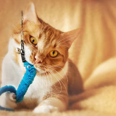 Collection image for: Pet Toys