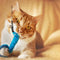 Pet Toys