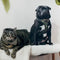 Pet Essentials