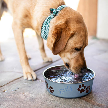 Bella Dog Bowls - Stainless Steel Dog & Cat Bowls - Spill Proof Dog Food Bowl, Cat Bowl, Puppy Essentials & Pet Supplies Great for Home & Travel (Small 10-20 Lbs, Blueberry)