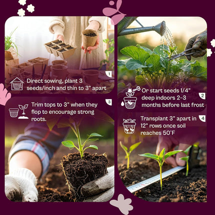 500 Bunching White Onion Seeds for Planting (Allium Fistulosum) – Green Onion Seed Packets, Bunching Scallions Seed, Cebolla – Heirloom Vegetable Seeds for Planting Outdoors Home Garden Containers