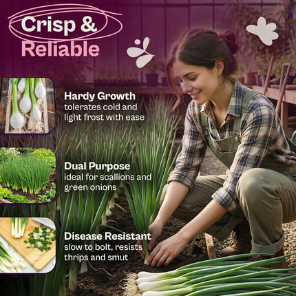 500 Bunching White Onion Seeds for Planting (Allium Fistulosum) – Green Onion Seed Packets, Bunching Scallions Seed, Cebolla – Heirloom Vegetable Seeds for Planting Outdoors Home Garden Containers