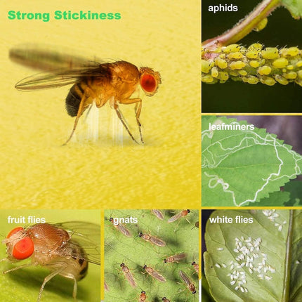 64 Pcs Sticky Traps for Gnat, Yellow Sticky Fruit Fly Traps for Indoors Plants, Indoor Safe for Gnat, Fruit Fly, White Fly, Aphid, Leaf Miner