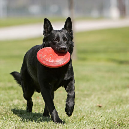 Flyer - Durable Dog Toy for Outdoor Playtime - Natural Rubber Flying Disc, Dog Toy for Fetch - Safer Disc for Healthy Activity - for Medium/Large Dogs